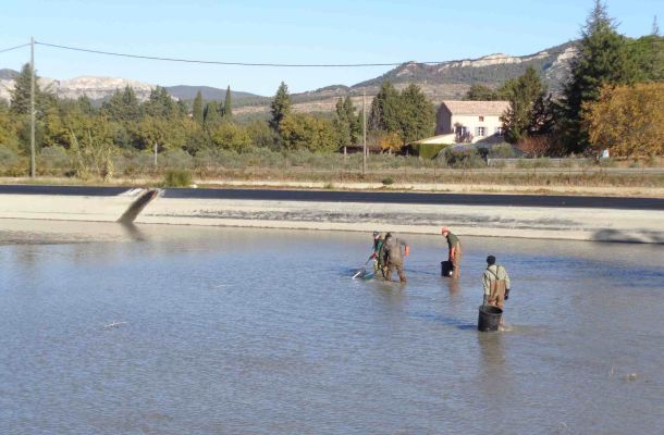 Pêche électrique dans le canal